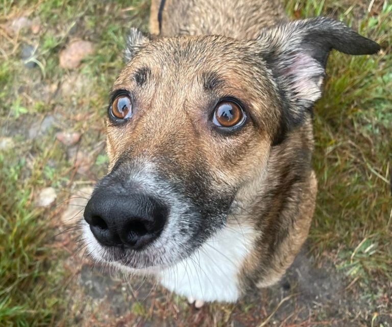 Hund mit Maulkorb steht auf Gras, schaut direkt in die Kamera.