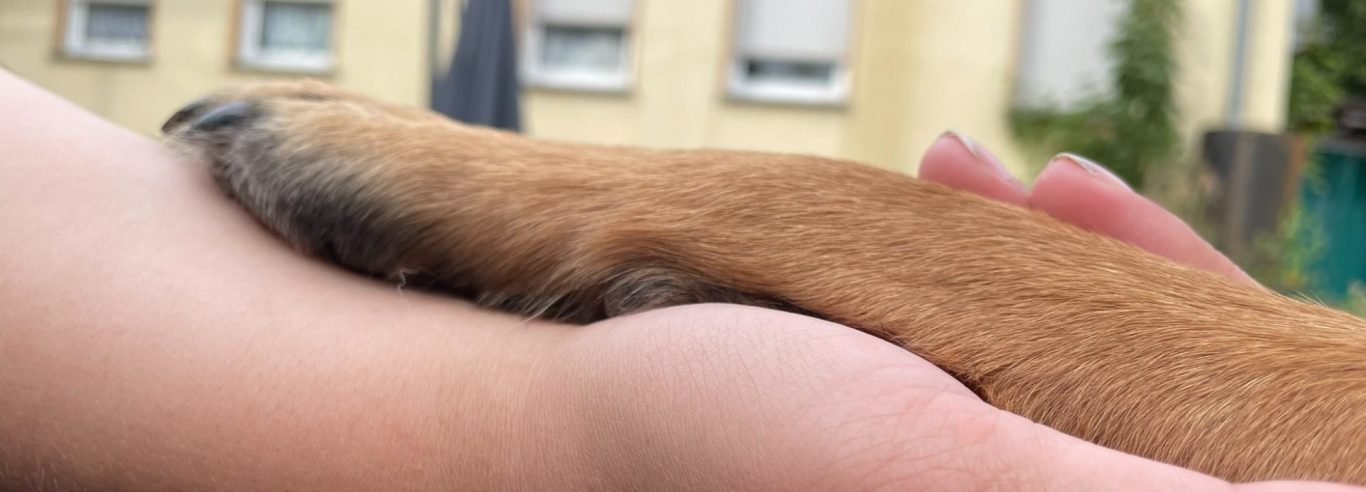 Brauner Hund mit neugierigem Blick vor einem Waldhintergrund.