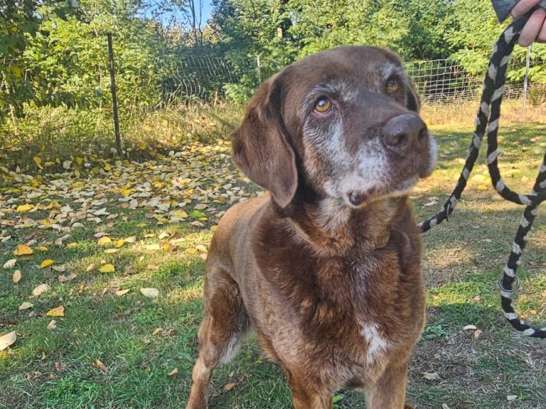 Hund mit braunem und grauem Fell, trägt ein rotes Halsband und schaut nach oben.