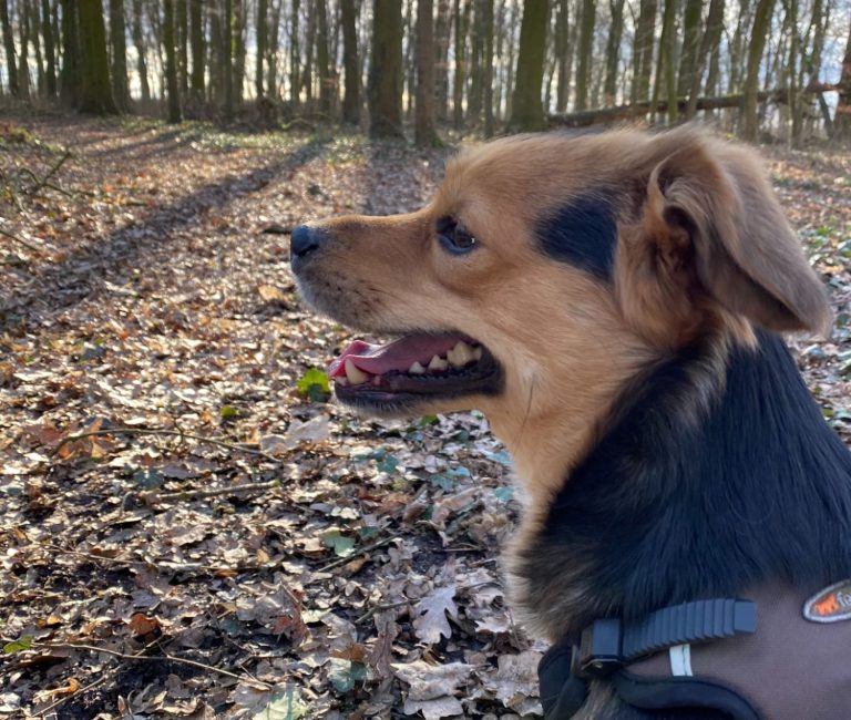 Hund mit braunem und grauem Fell, trägt ein rotes Halsband und schaut nach oben.