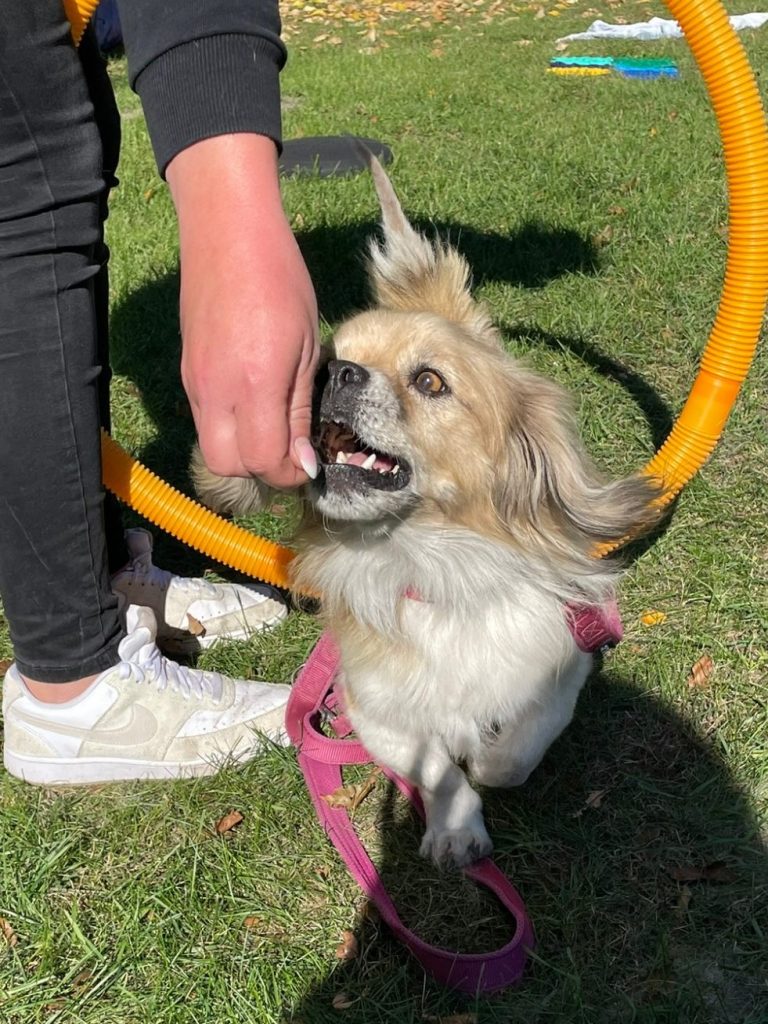 Hund mit Maulkorb steht auf Gras, schaut direkt in die Kamera.