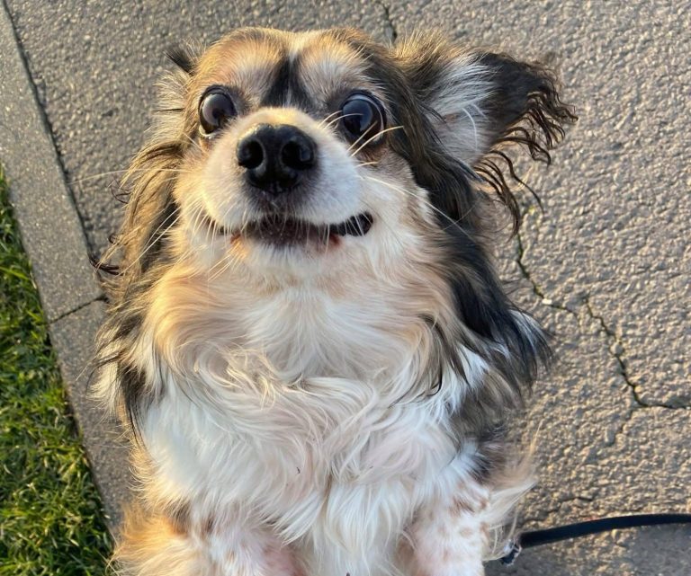 Ein fröhlicher Hund mit braun-beigem Fell schaut nach oben.