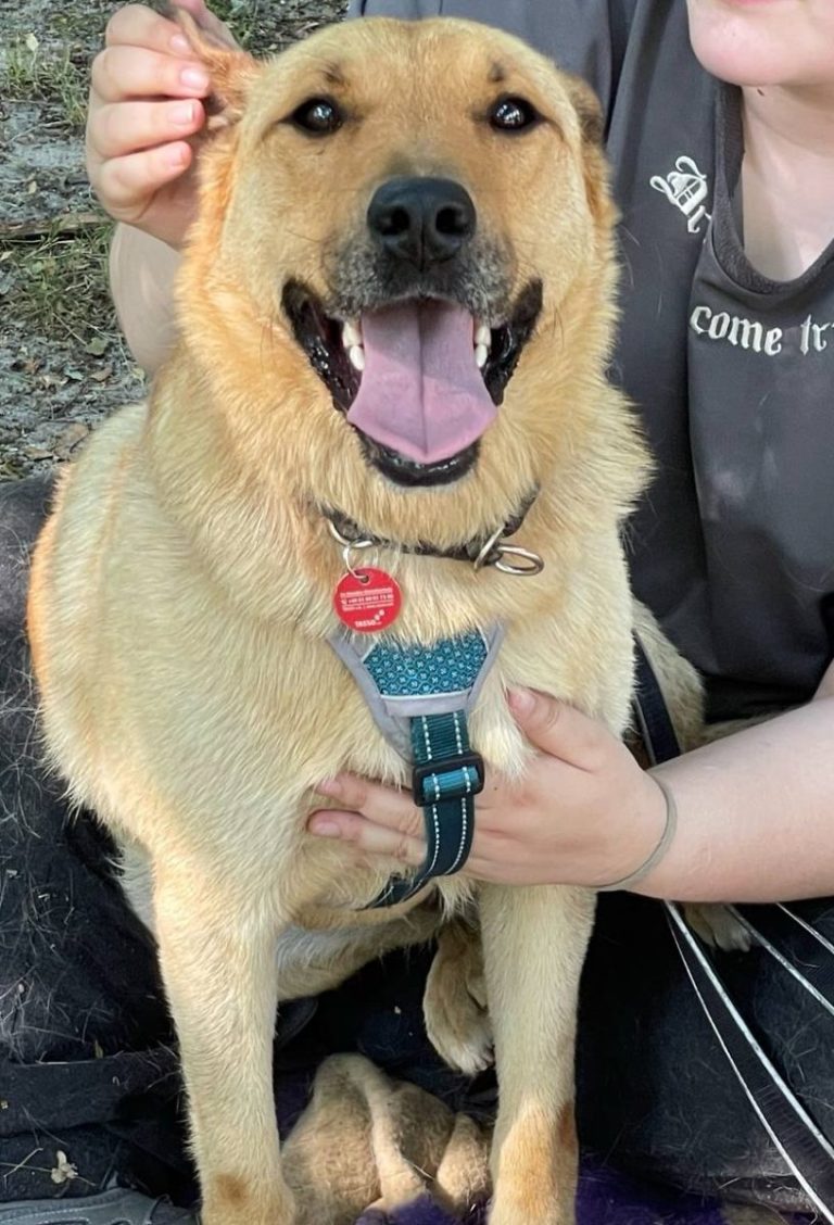 Ein brauner Hund sitzt mit einem breiten Lächeln, während eine Person ihn streichelt.