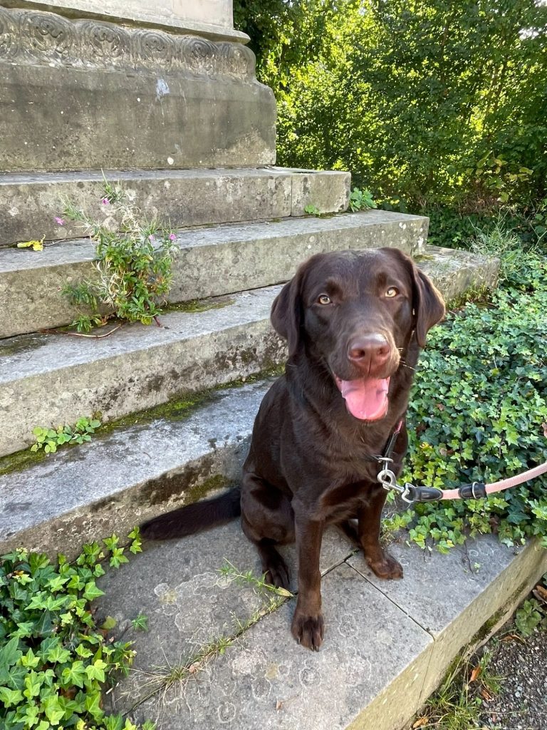 Hund mit Maulkorb steht auf Gras, schaut direkt in die Kamera.