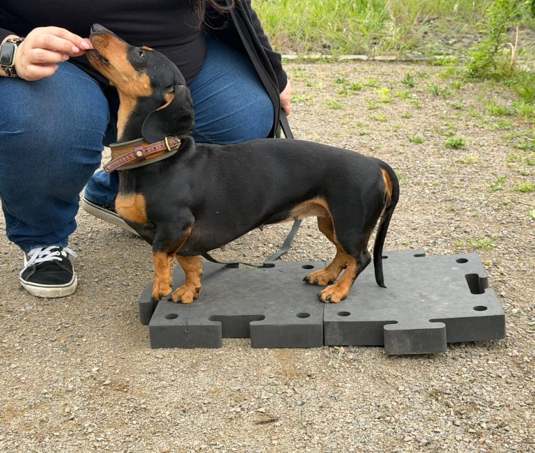 Hund mit braunem und grauem Fell, trägt ein rotes Halsband und schaut nach oben.