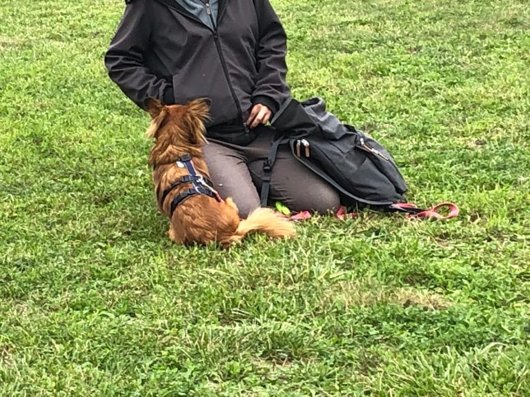 Hund mit braunem und grauem Fell, trägt ein rotes Halsband und schaut nach oben.