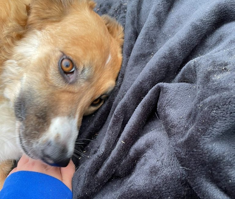 Hund mit braunem und grauem Fell, trägt ein rotes Halsband und schaut nach oben.