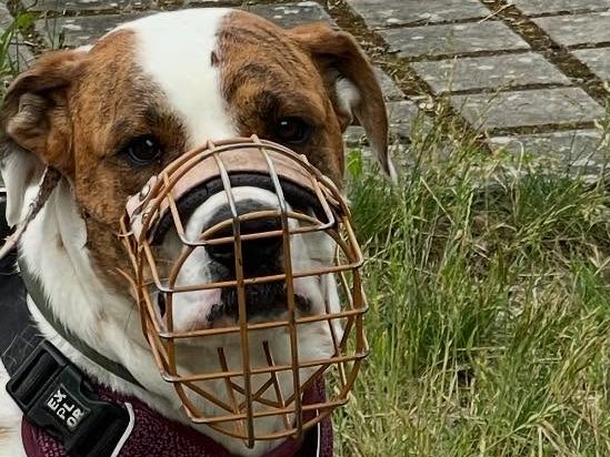 Hund mit braunem und grauem Fell, trägt ein rotes Halsband und schaut nach oben.