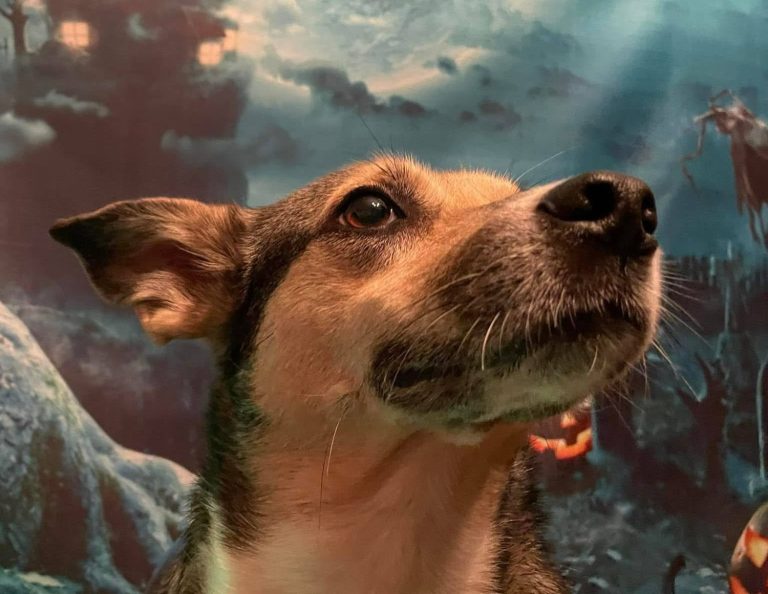 Hund mit aufmerksamem Ausdruck vor einem mystischen Hintergrund.
