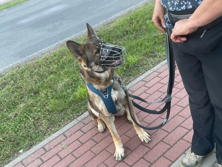 Hund mit braunem und grauem Fell, trägt ein rotes Halsband und schaut nach oben.