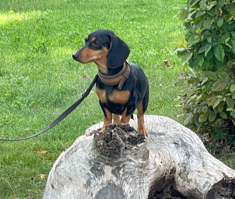 Hund mit braunem und grauem Fell, trägt ein rotes Halsband und schaut nach oben.