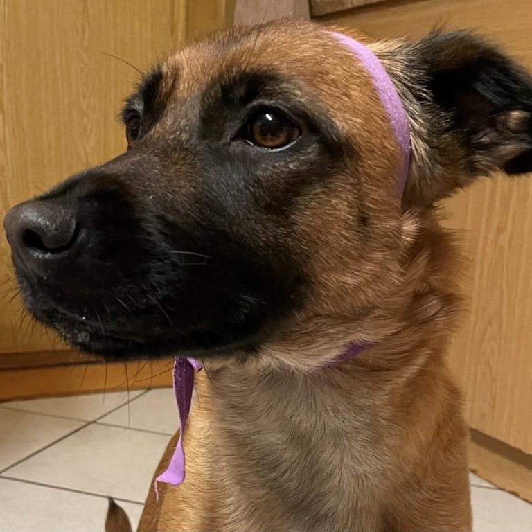 Braun gefärbter Hund mit lila Schleife am Kopf, schaut aufmerksam zur Seite.