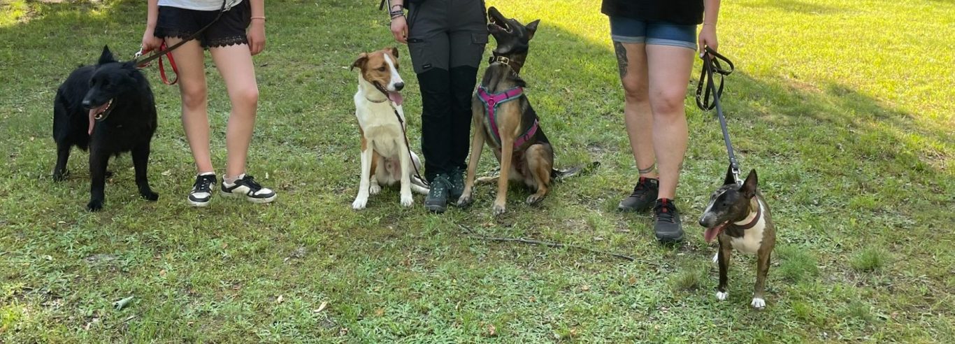 Ein Hund sitzt im Vordergrund, im Hintergrund sind Menschen auf einer Wiese versammelt.