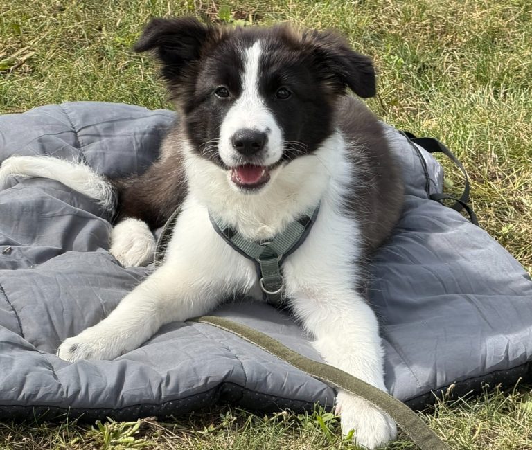 Hund mit braunem und grauem Fell, trägt ein rotes Halsband und schaut nach oben.