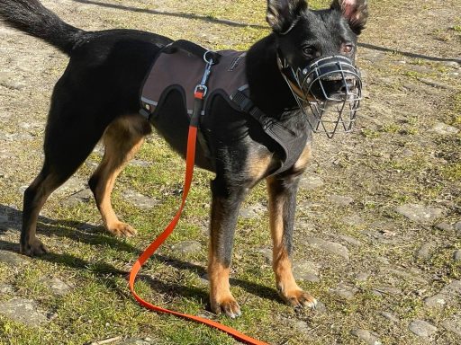 Schwarzer Hund mit Maulkorb und roter Leine, steht auf einem Weg.