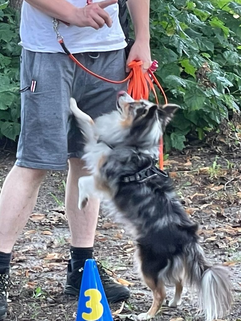 Hund mit braunem und grauem Fell, trägt ein rotes Halsband und schaut nach oben.