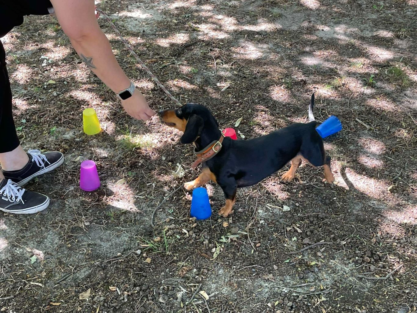 Ein Dackel folgt einer Hand und umrundet dabei einen Slalom aus bunten Bechern.