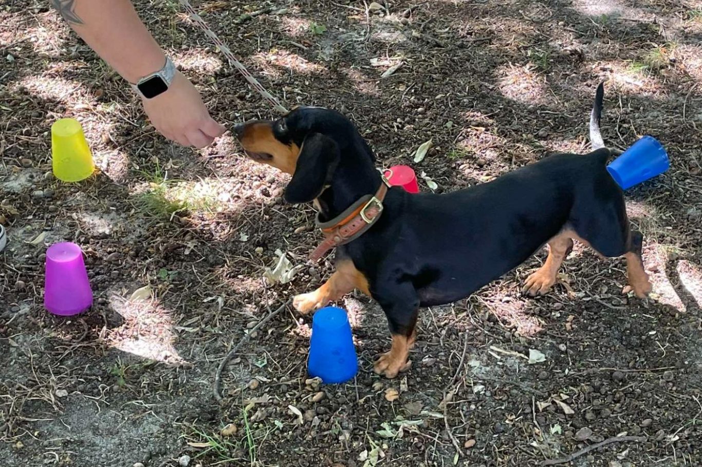 Dackel steht zwischen bunten Bechern und erhält ein Leckerli von einer Hand.