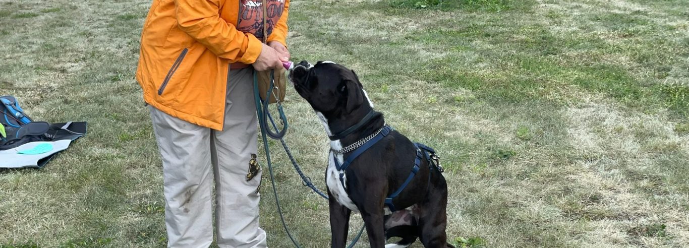 Ein Hund sitzt im Vordergrund, im Hintergrund sind Menschen auf einer Wiese versammelt.
