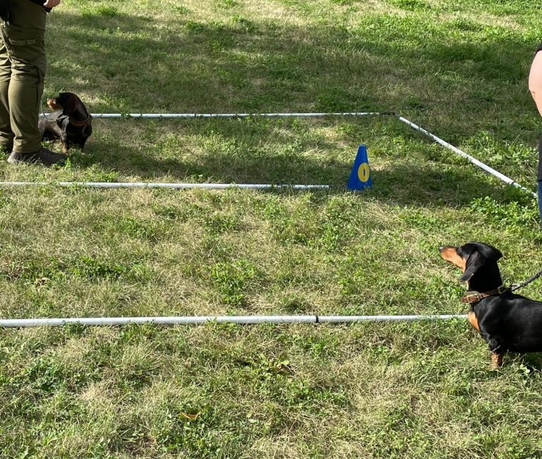 Hund mit braunem und grauem Fell, trägt ein rotes Halsband und schaut nach oben.