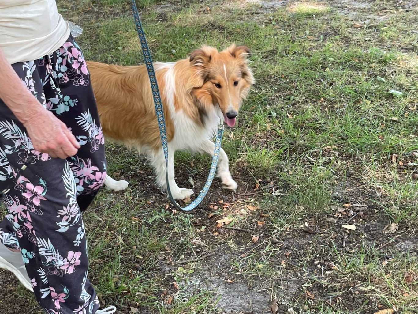 Ein Collie geht an lockerer Leine neben Frauchen.