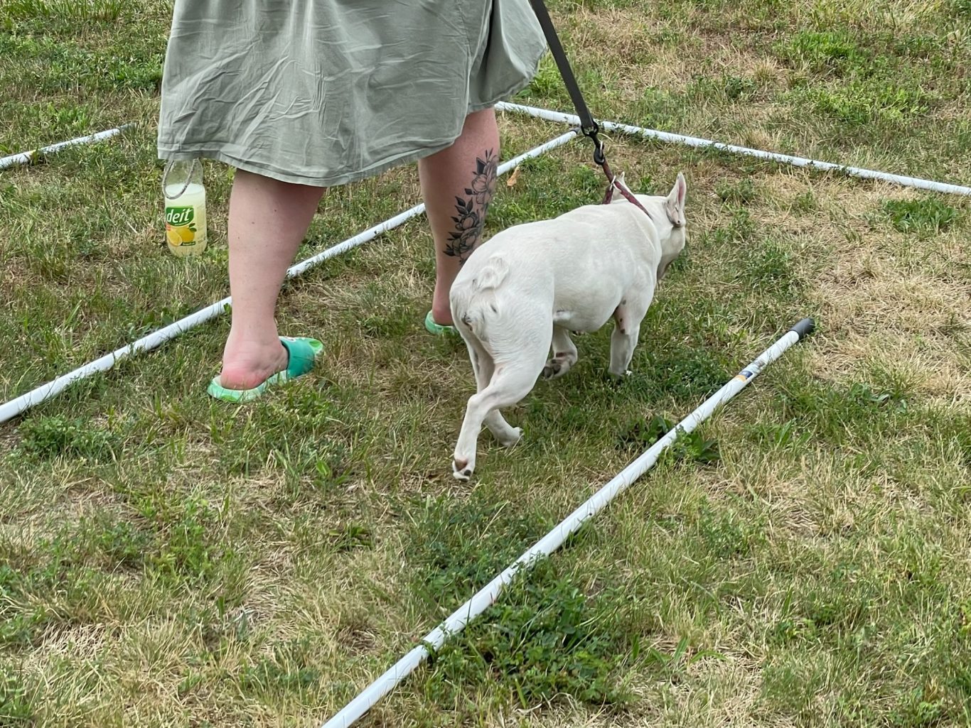 Eine französische Bulldogge wandert mit Halterin durch einen Lernparcours im Hundetraining.