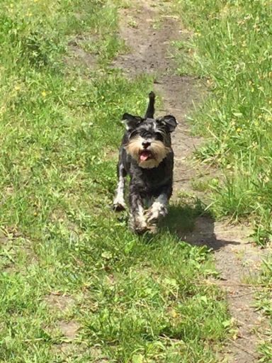 Schnauzer läuft fröhlich über einen grünen Weg, mit aufgewecktem Gesichtsausdruck.