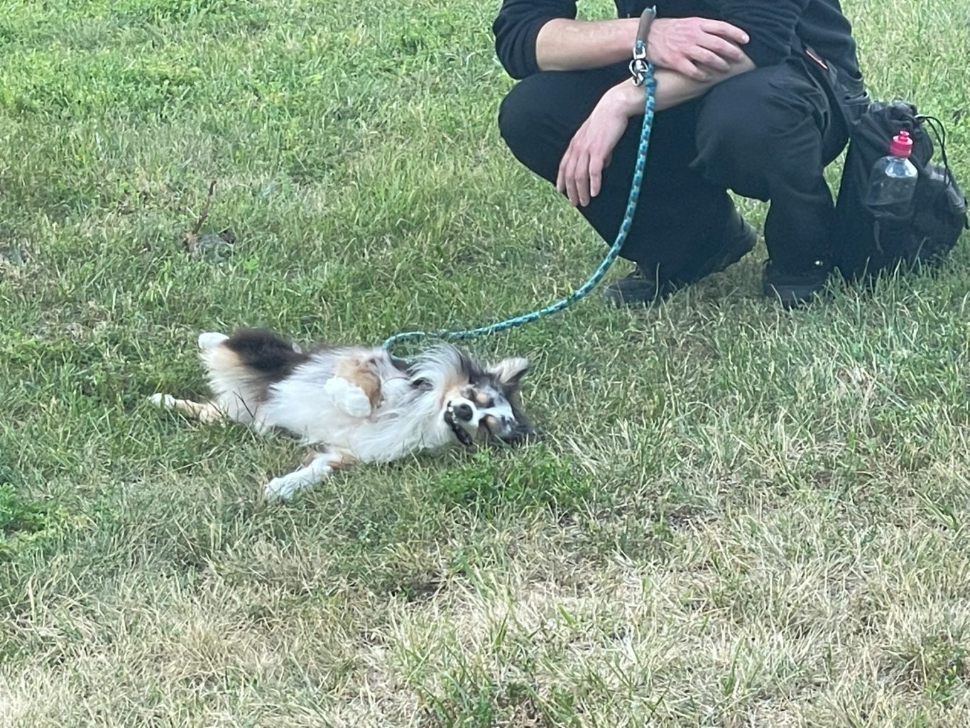 Ein Toy Aussie wälzt sich im Gras.