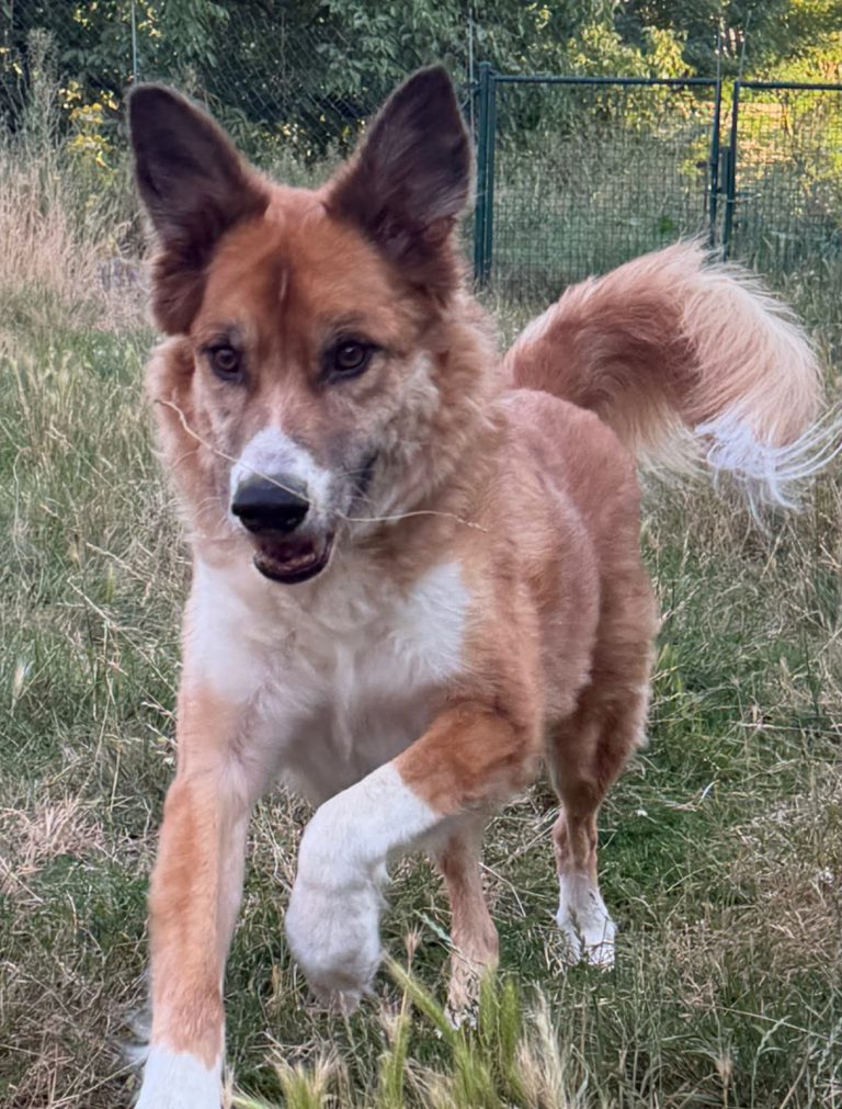 Hund mit braunem und grauem Fell, trägt ein rotes Halsband und schaut nach oben.