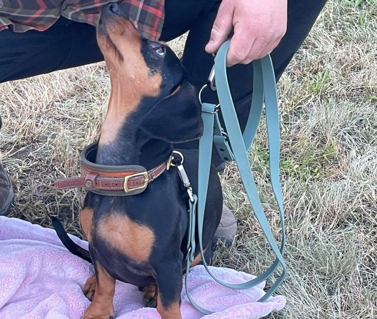 Hund mit braunem und grauem Fell, trägt ein rotes Halsband und schaut nach oben.