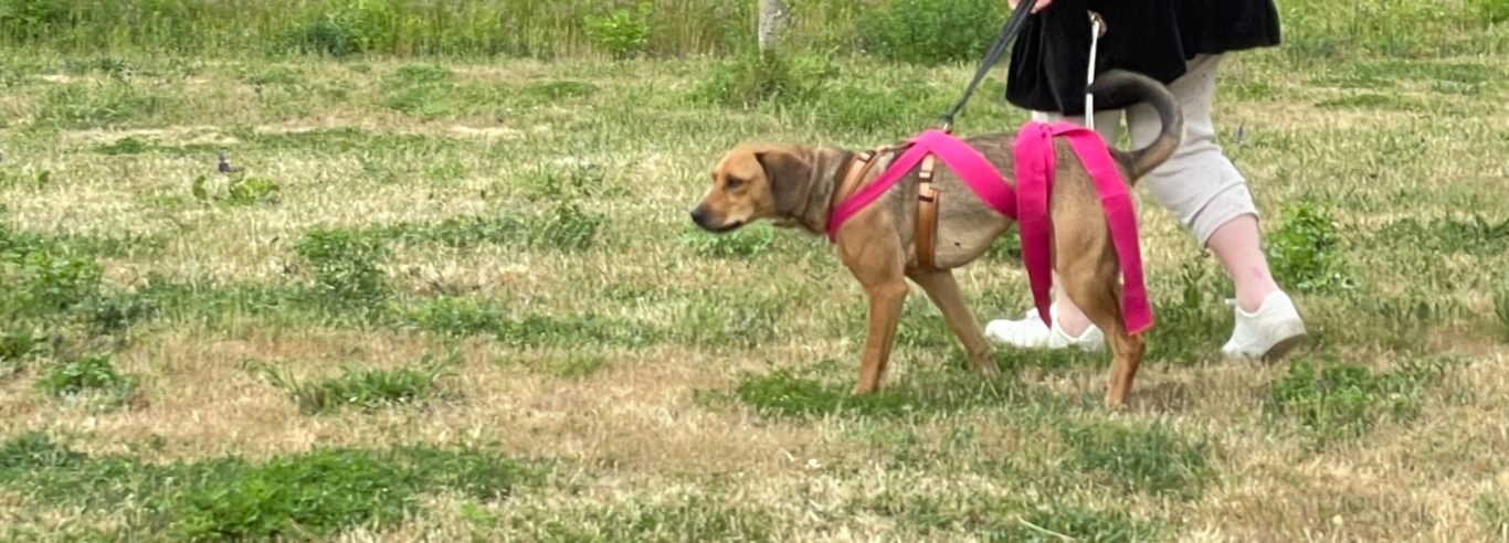Ein Hund sitzt im Vordergrund, im Hintergrund sind Menschen auf einer Wiese versammelt.