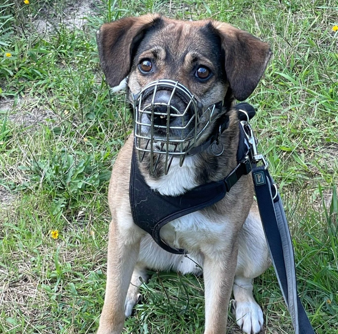 Hund mit Maulkorb sitzt auf Gras, trägt ein Geschirr und hat eine Leine.