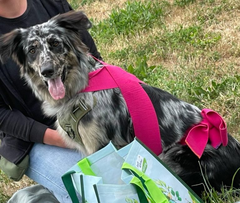Hund mit braunem und grauem Fell, trägt ein rotes Halsband und schaut nach oben.