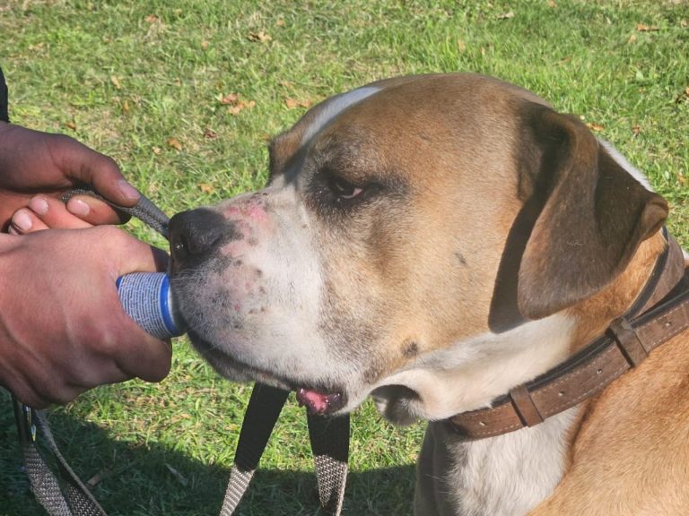 Hund mit braunem und grauem Fell, trägt ein rotes Halsband und schaut nach oben.