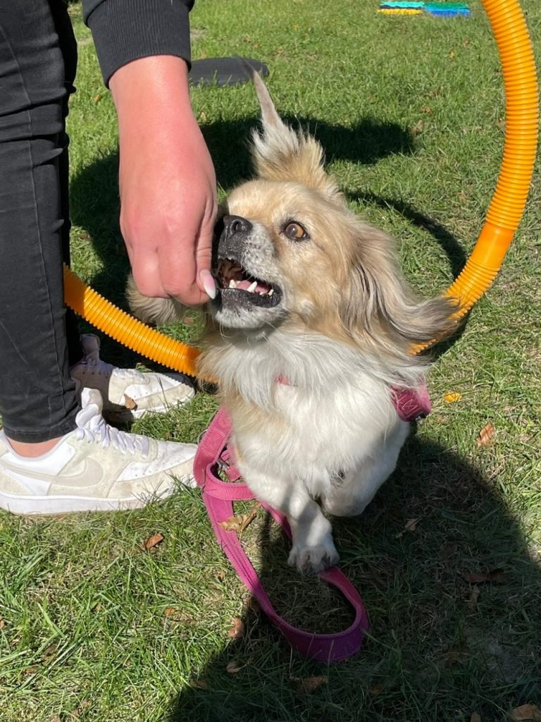 Hund mit Maulkorb steht auf Gras, schaut direkt in die Kamera.
