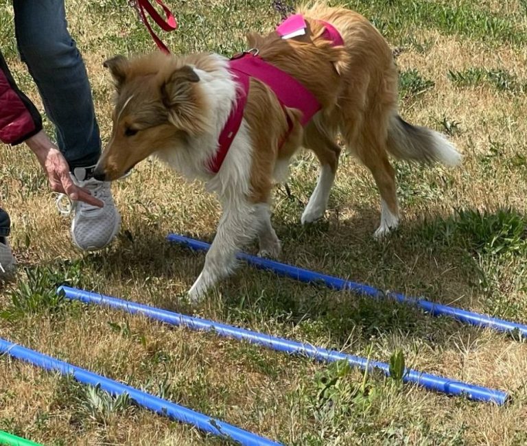 Hund mit braunem und grauem Fell, trägt ein rotes Halsband und schaut nach oben.