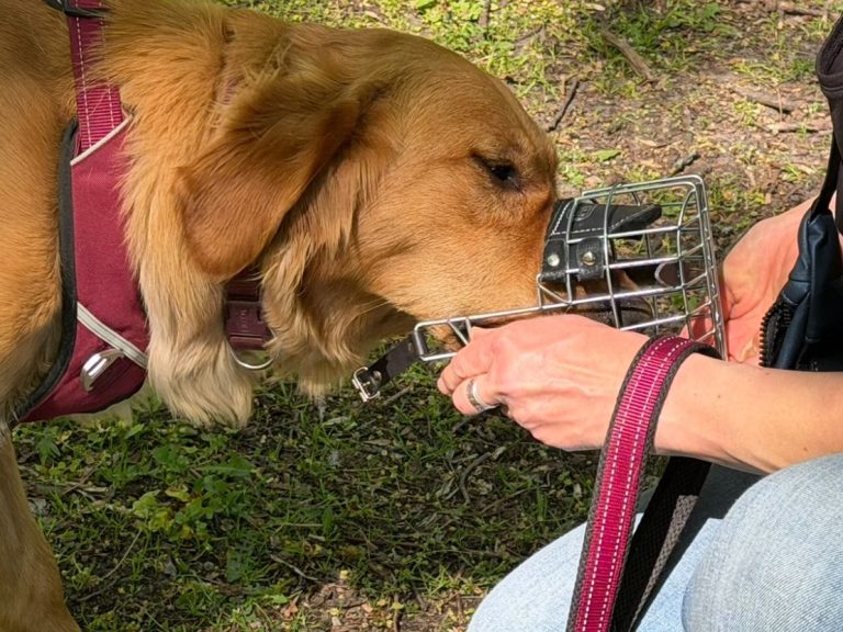 Hund mit braunem und grauem Fell, trägt ein rotes Halsband und schaut nach oben.
