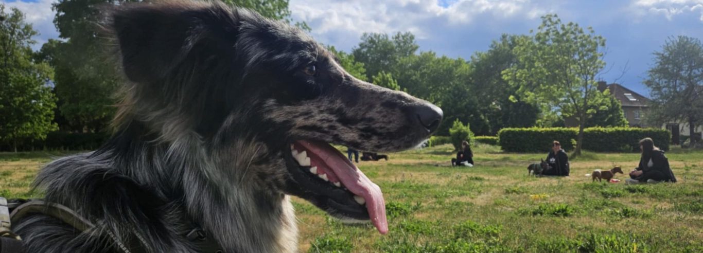 Ein Hund sitzt im Vordergrund, im Hintergrund sind Menschen auf einer Wiese versammelt.