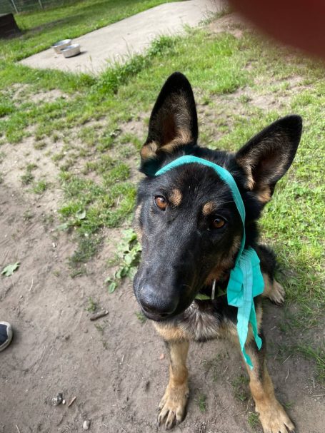 Schwarzer Deutscher Schäferhund mit türkisfarbenem Band um den Kopf sitzt im Gras.