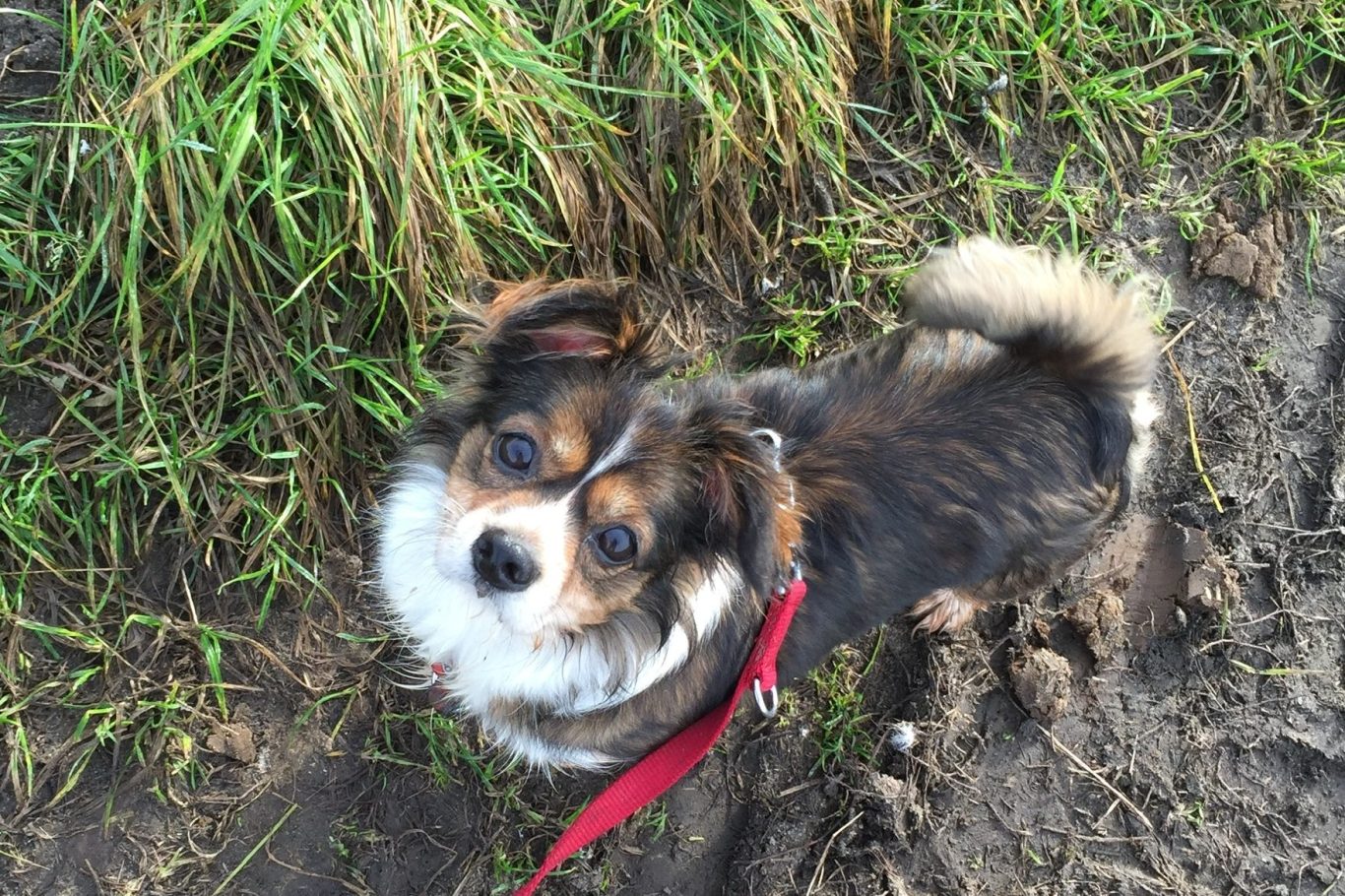 Ein kleiner Hund mit braunem und schwarzem Fell steht im Gras.