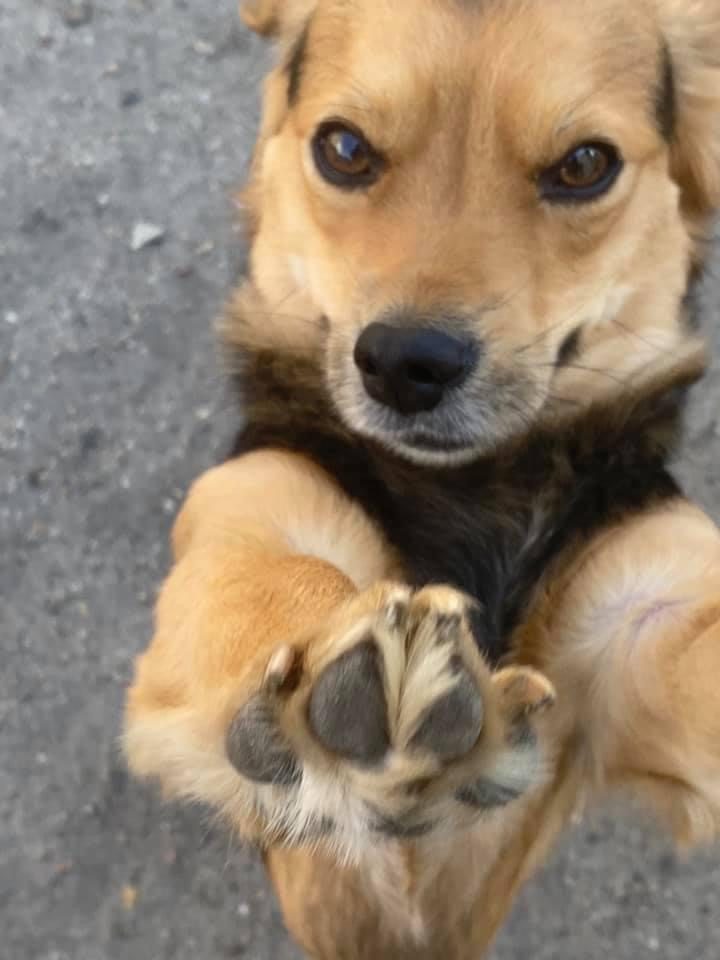 Hund mit Maulkorb steht auf Gras, schaut direkt in die Kamera.