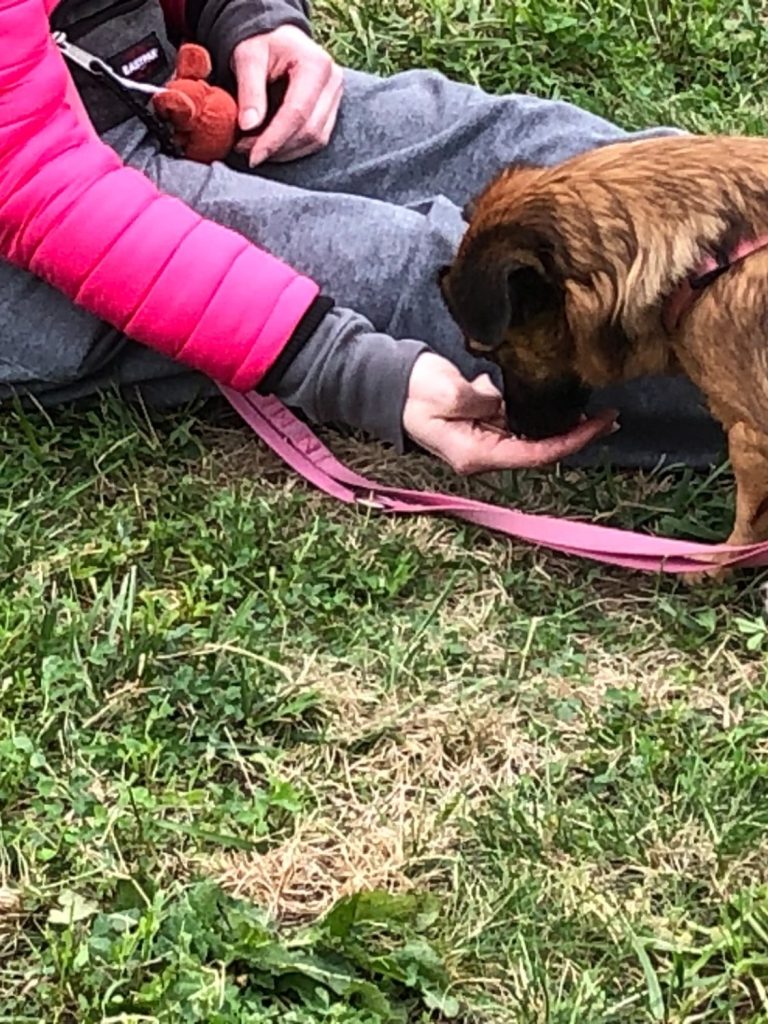 Hund mit Maulkorb steht auf Gras, schaut direkt in die Kamera.