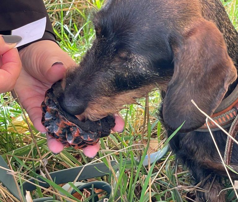 Hund mit braunem und grauem Fell, trägt ein rotes Halsband und schaut nach oben.