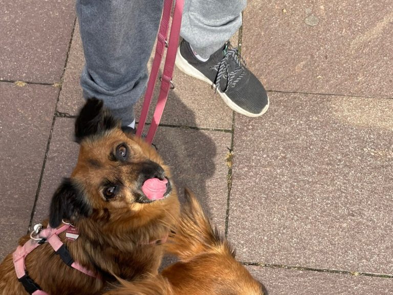 Hund mit braunem und grauem Fell, trägt ein rotes Halsband und schaut nach oben.