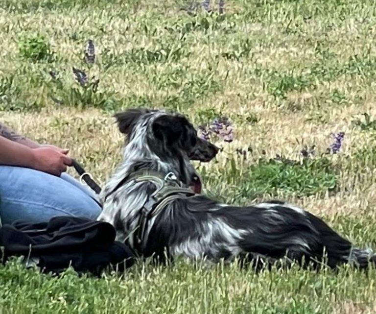 Ein fröhlicher Hund mit braun-beigem Fell schaut nach oben.