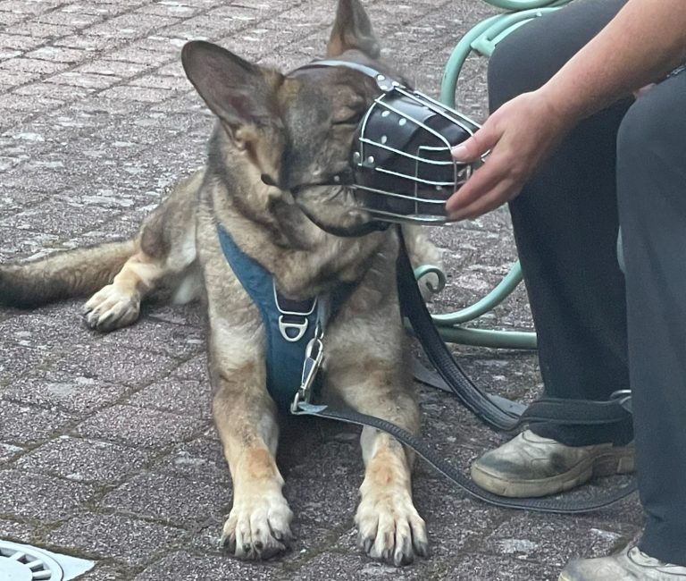 Hund mit braunem und grauem Fell, trägt ein rotes Halsband und schaut nach oben.