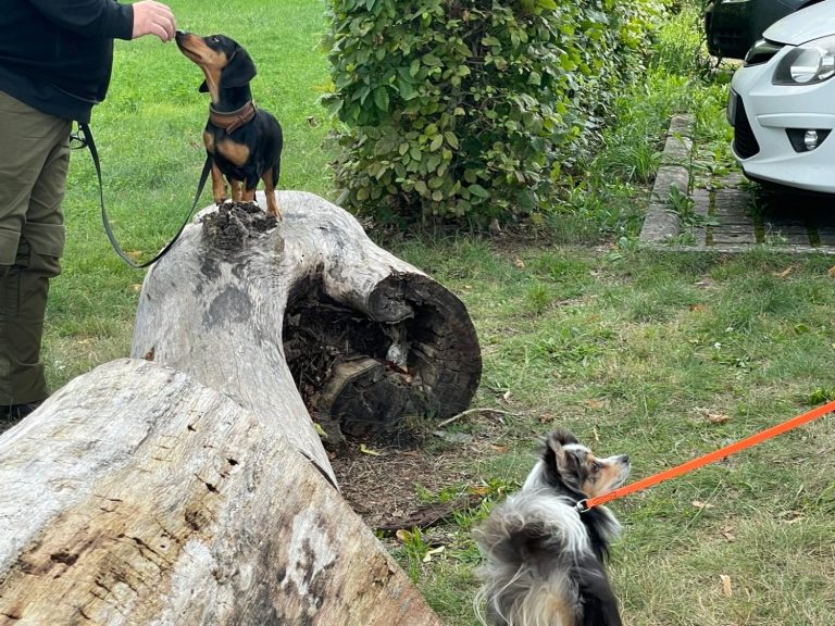 Hund mit braunem und grauem Fell, trägt ein rotes Halsband und schaut nach oben.