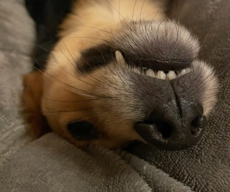 Ein fröhlicher Hund mit braun-beigem Fell schaut nach oben.