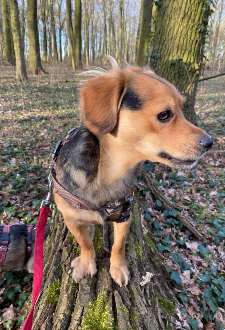Ein brauner Hund sitzt mit einem breiten Lächeln, während eine Person ihn streichelt.