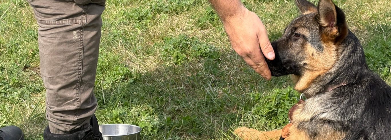 Ein Hund sitzt im Vordergrund, im Hintergrund sind Menschen auf einer Wiese versammelt.